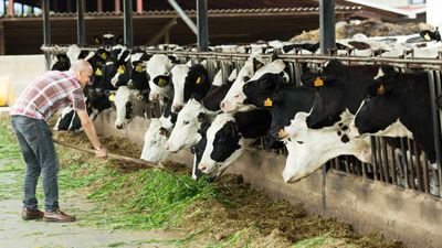 Cattle Posting Mixed Trade at Midday